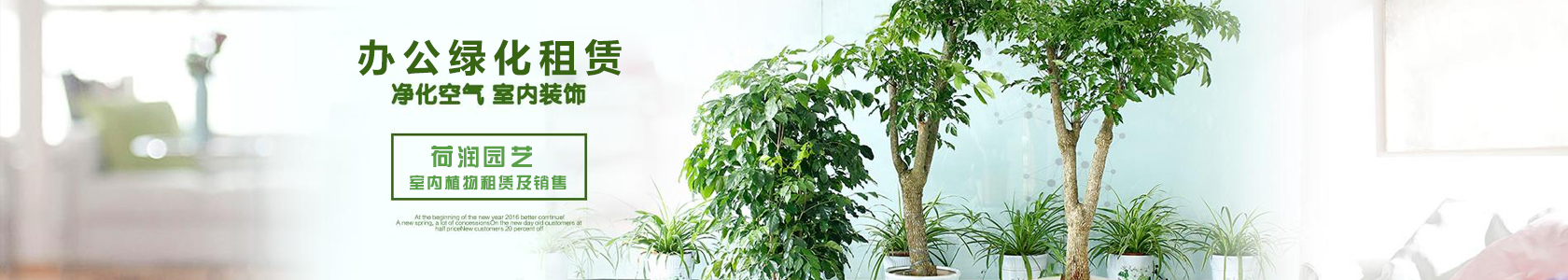 大型植物 高度120-180厘米